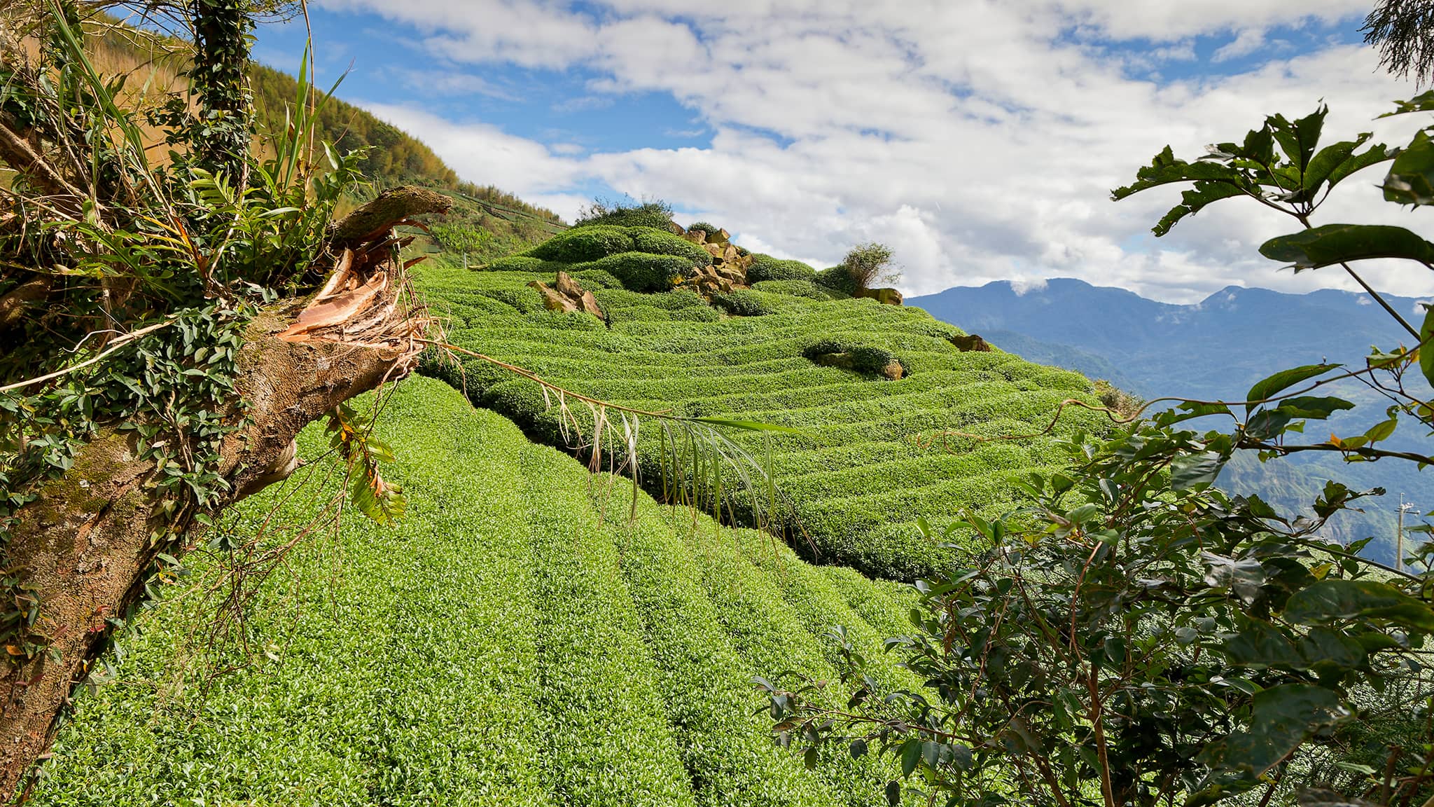 05 - Alishan (2).jpg